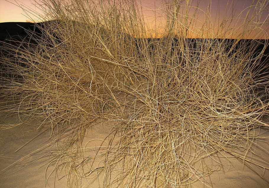 desert, sand, dune, bush, sunset, backgrounds, plant, no people HD wallpaper
