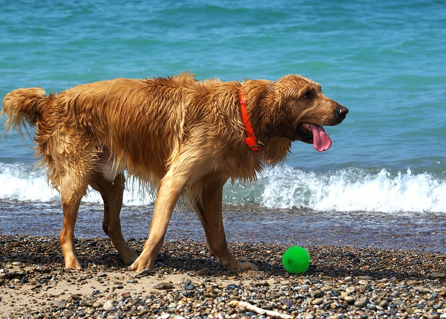 dogs, beach, wet, play, summer, pet, canine, water, sand, vacation HD wallpaper