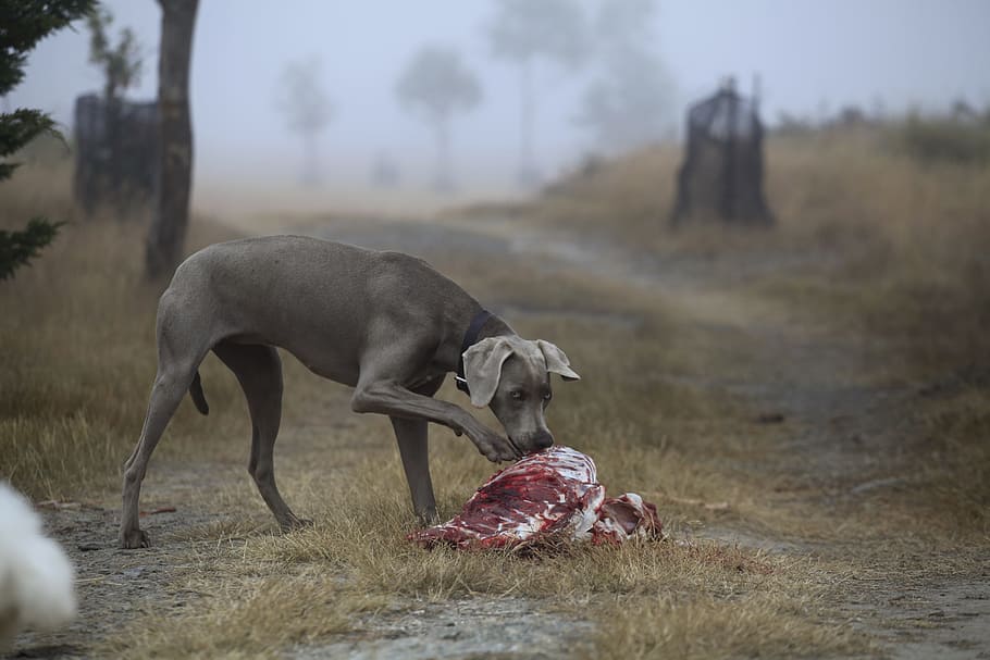 adult gray Weimaraner smelling meat on brown grass, dog, hunting, HD wallpaper