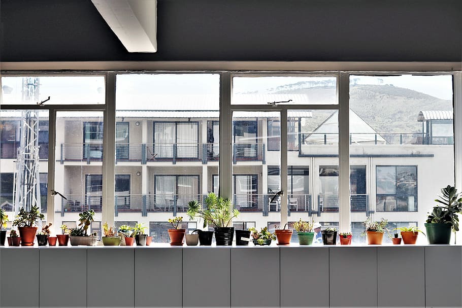 green leafed plant lot, assorted green leaf potted plant lot on shelf beside glass window HD wallpaper
