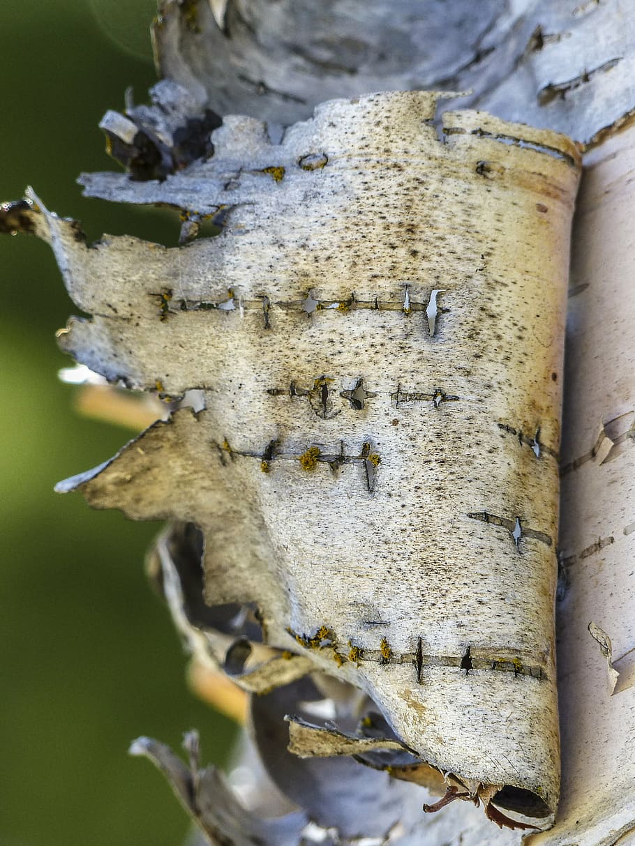birch, peeling, bark, torn, nature, forest, tree, wood, close-up HD wallpaper