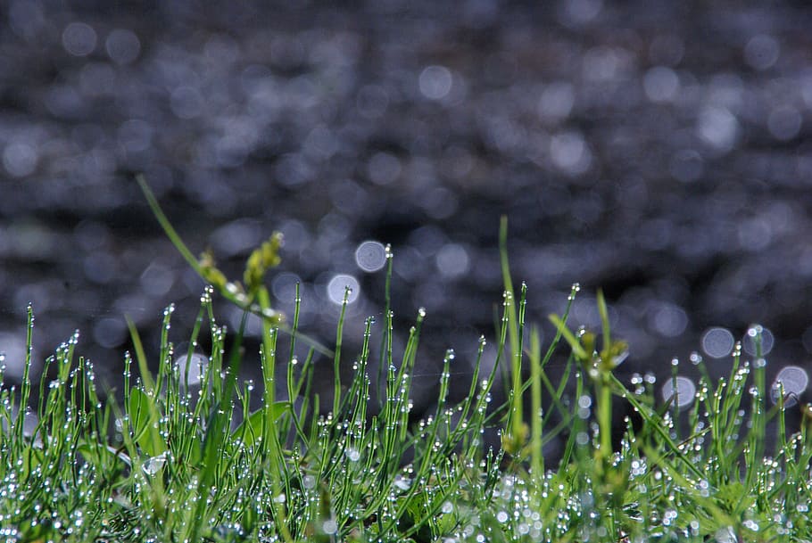 i, to, plant, drop, water, wet, green color, freshness, nature HD wallpaper