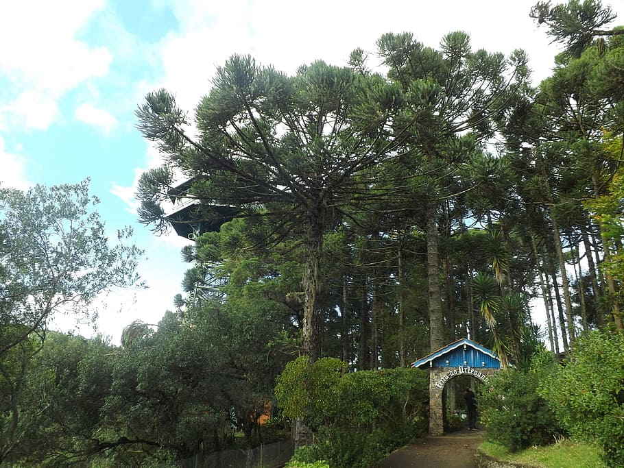 trees, sky, forest, nature, green, lawn, rio grande do sul, HD wallpaper