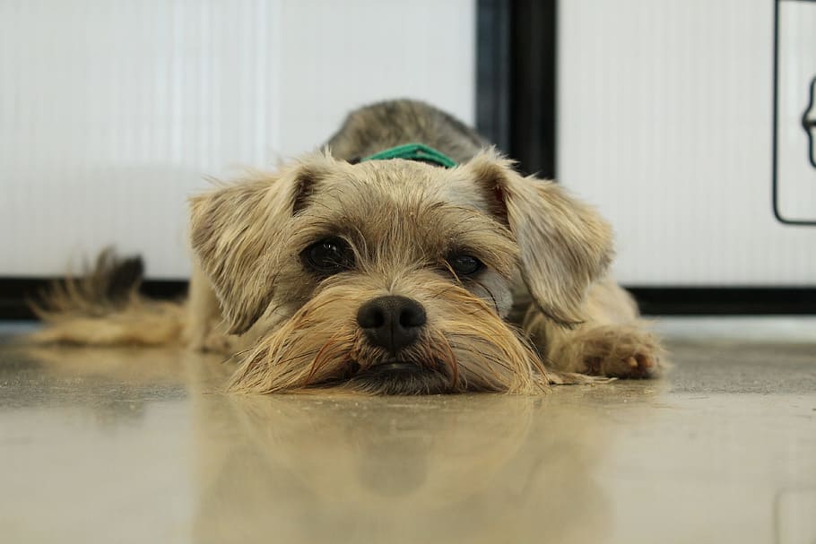 wire-haired gray and tan dog on gray floor, rescue, schnauzer, HD wallpaper