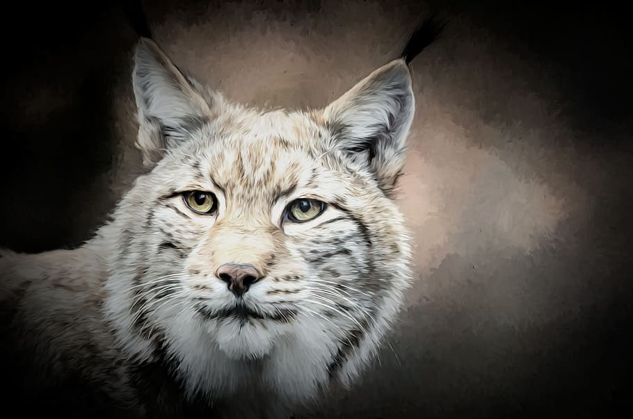 white and brown wild cat painting, portrait, photo, lynx, wildlife HD wallpaper
