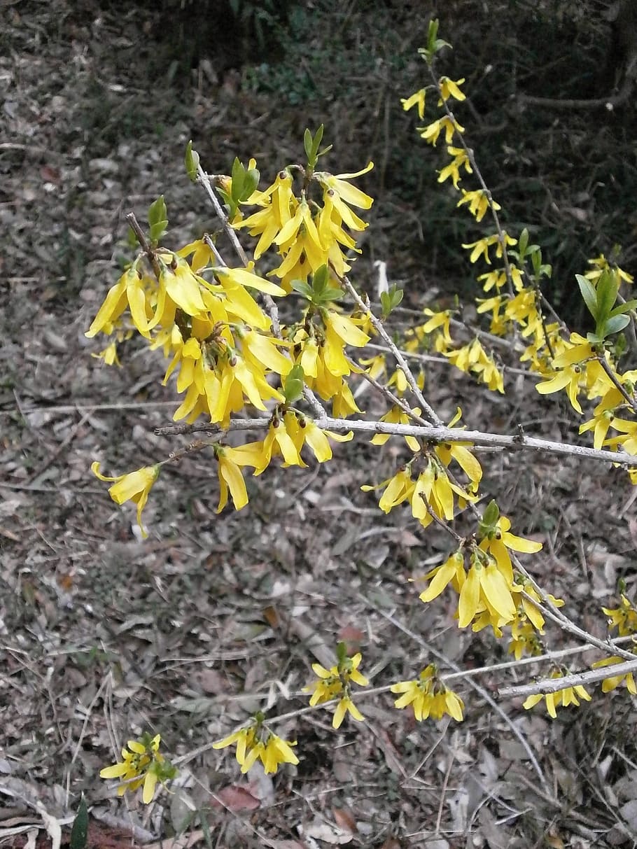 forsythia, spring flowers, yellow, oleaceae, leaf, nature, autumn HD wallpaper