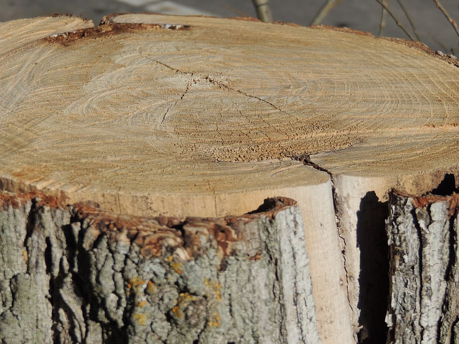 tree, bark, nature, texture, trunk, age, wood - Material, tree Trunk HD wallpaper