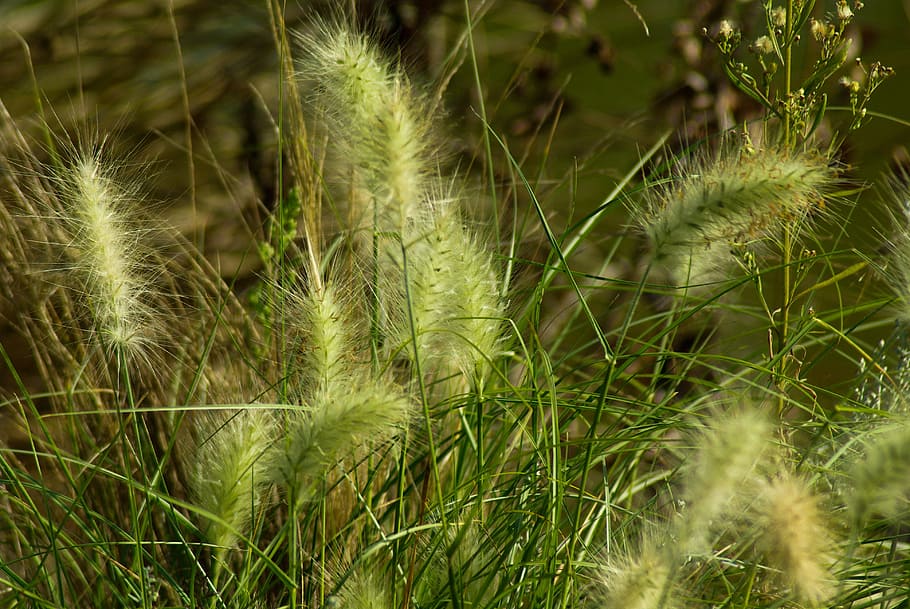 plants, marsh, aquatic, green color, growth, nature, no people HD wallpaper