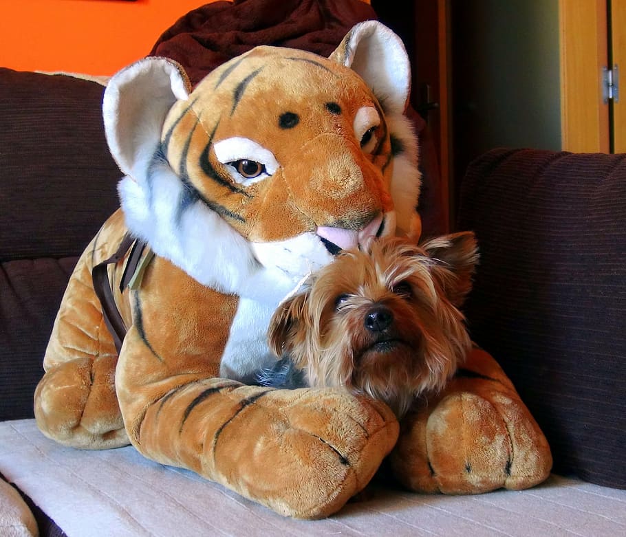 teddy, tiger, pet, dog, friend, adorable, look, bitch, canine race HD wallpaper