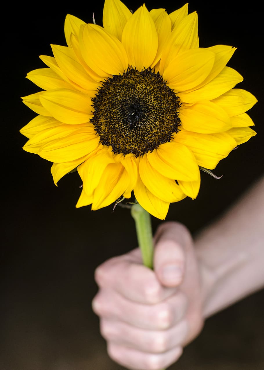 shallow focus photography of sunflower, sunflower, flowering plant HD wallpaper