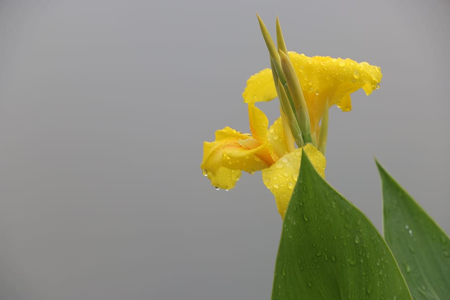 Flower, Water Droplets, rain, yellow, studio shot, freshness HD wallpaper