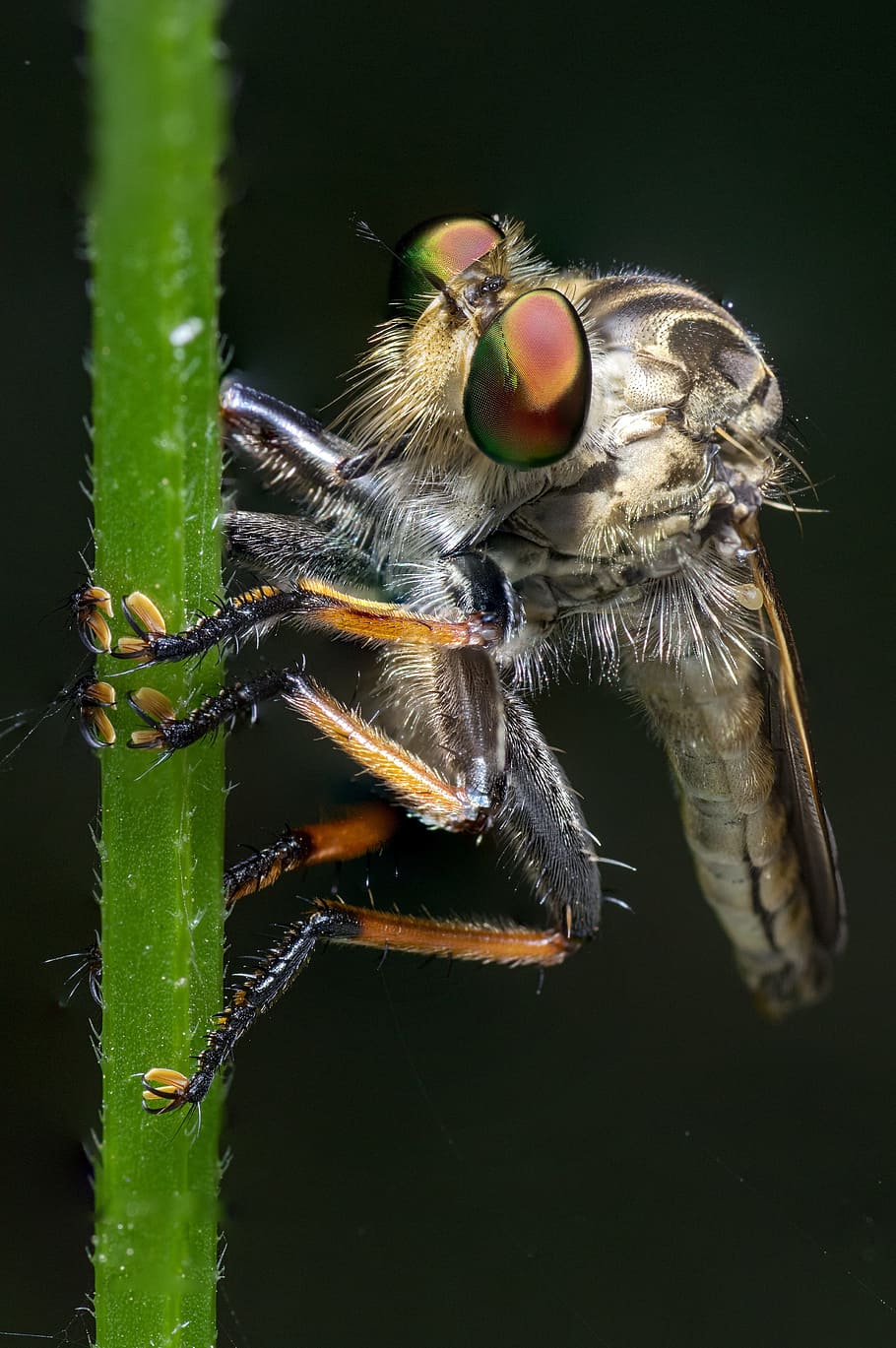 Robber Fly, Macro, Insect, Nature, bug, compound eyes, wildlife HD wallpaper