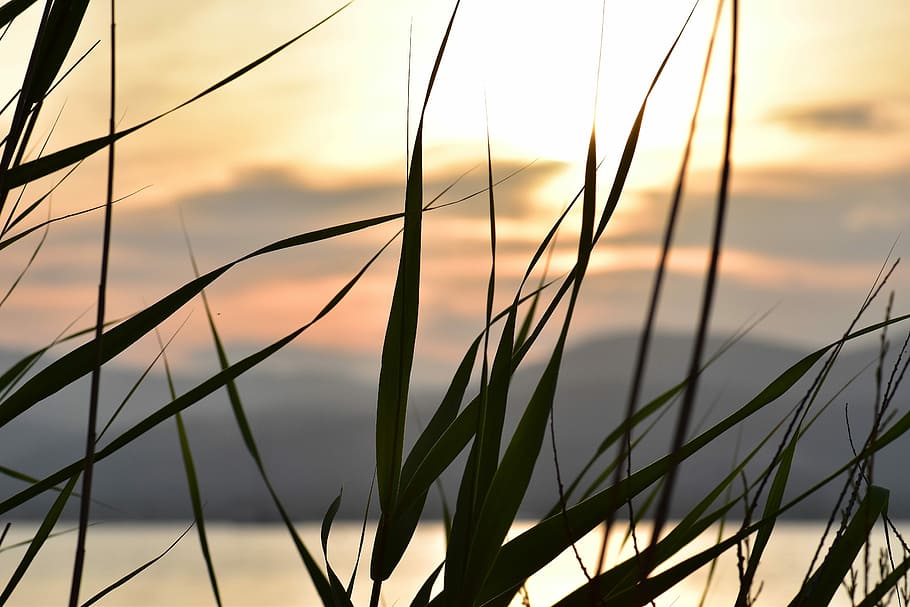 sunset, mood, back light, coast, landscape, grasses, france HD wallpaper