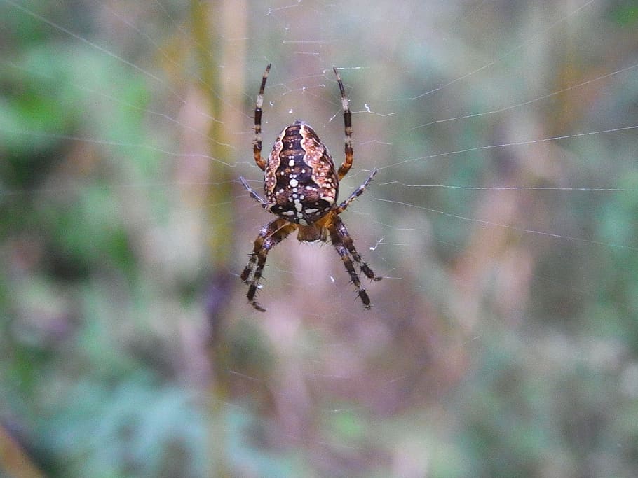 arachne, spider, araneus, web, cobweb, animal, forest, invertebrate HD wallpaper