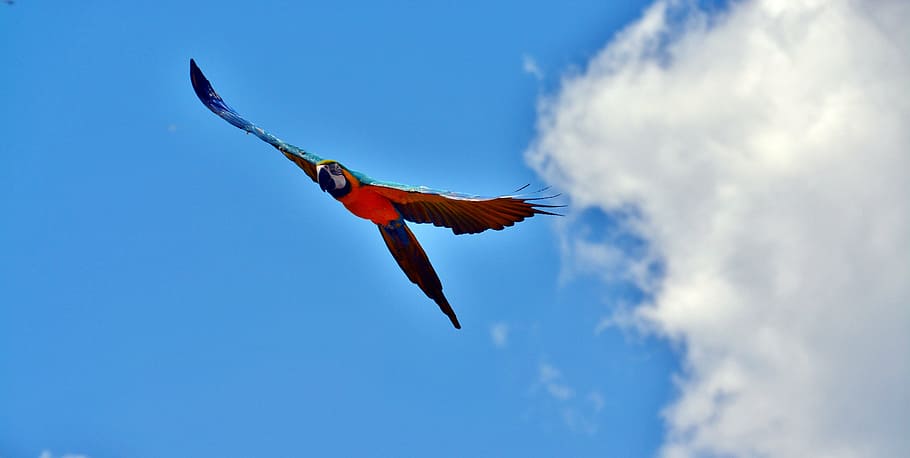 ara, parrot, fly, bird, colorful, animal, sky, flying, animal themes HD wallpaper