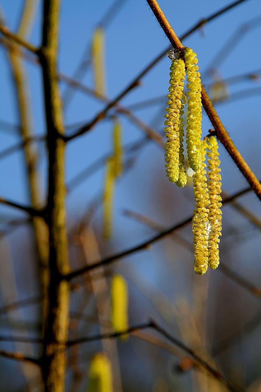 spring, hazelnut, kitten, blossom, bloom, frühlingsanfang HD wallpaper