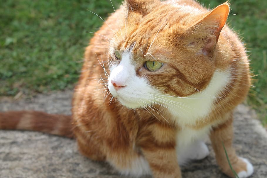 Ginger Cat, Cat, Cat, Sniffing, smelling, summer, pet, domestic cat HD wallpaper