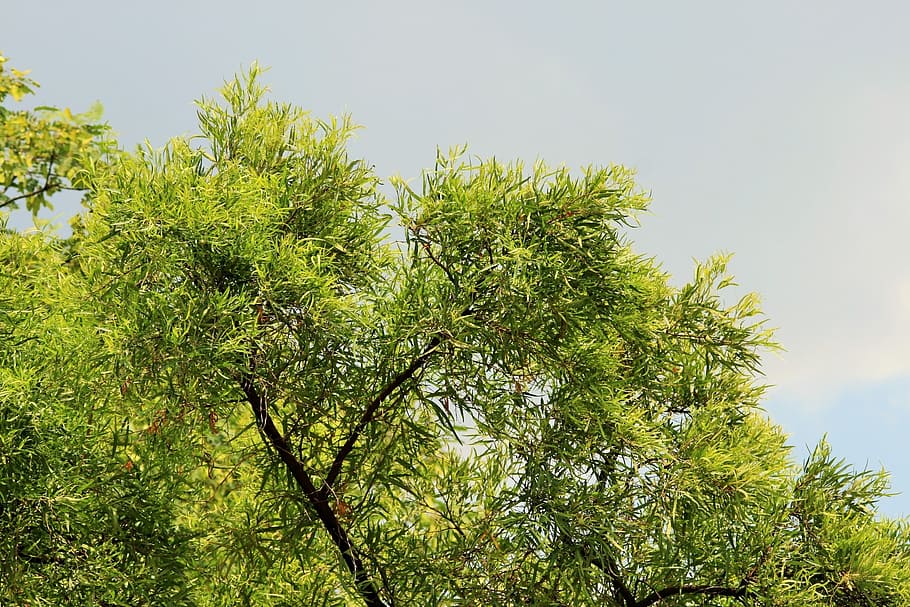 sky, overcast, grey, tree, karee, green, plant, green color HD wallpaper