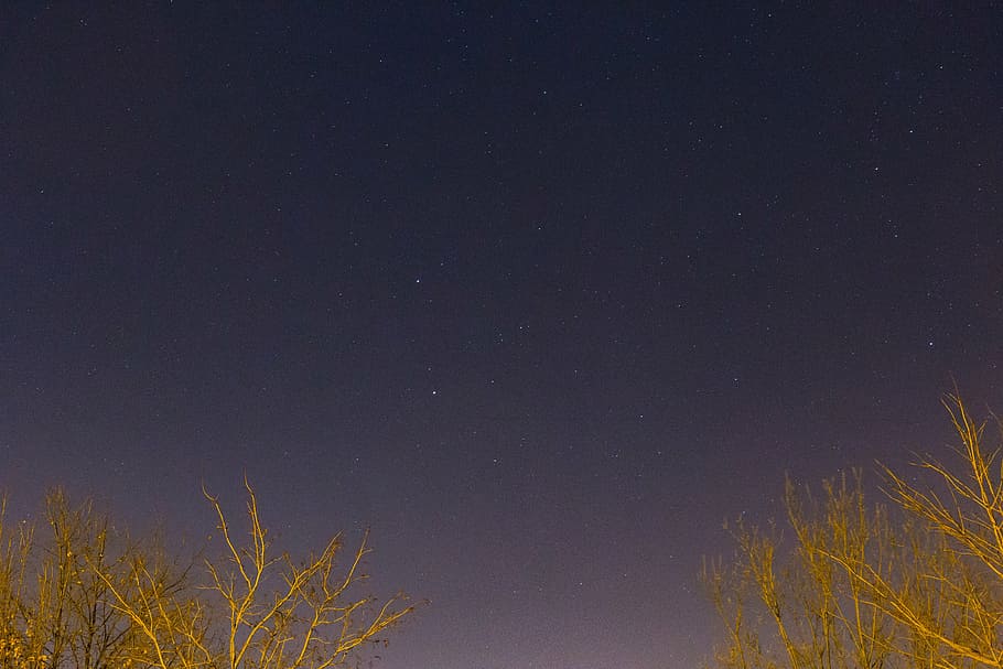 brown trees, nighttime, stars, galaxy, space, sky, dark, evening HD wallpaper