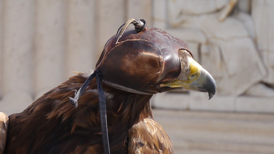sas, cap, attention, animal, animal themes, one animal, vertebrate HD wallpaper