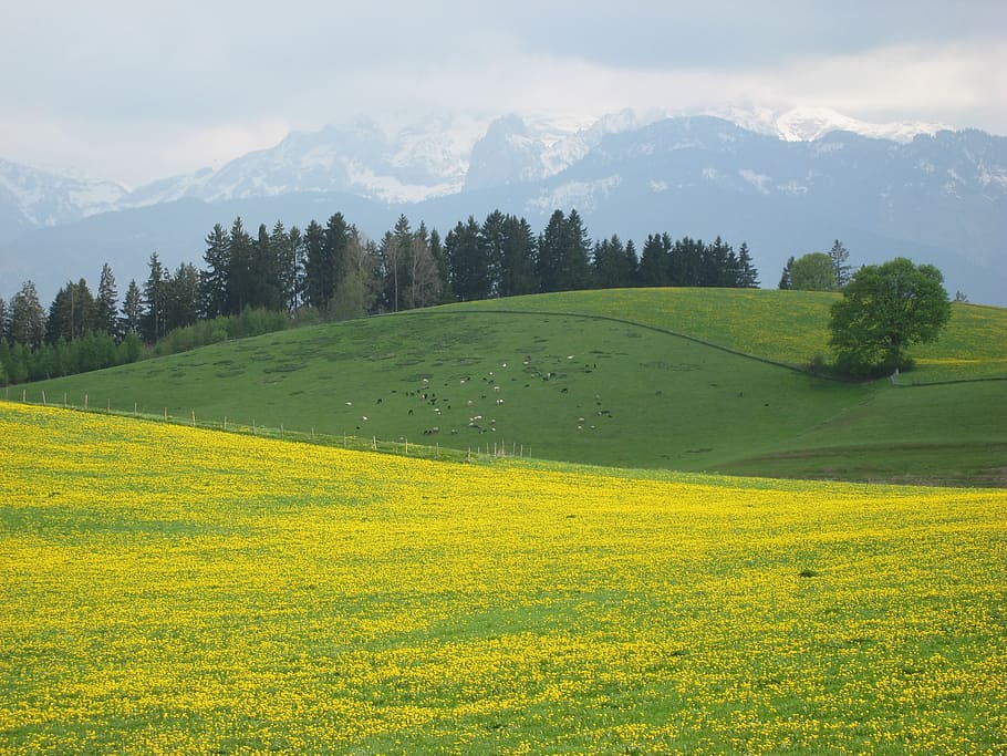green trees and grass meadow near mountain during daytime, allgäu HD wallpaper