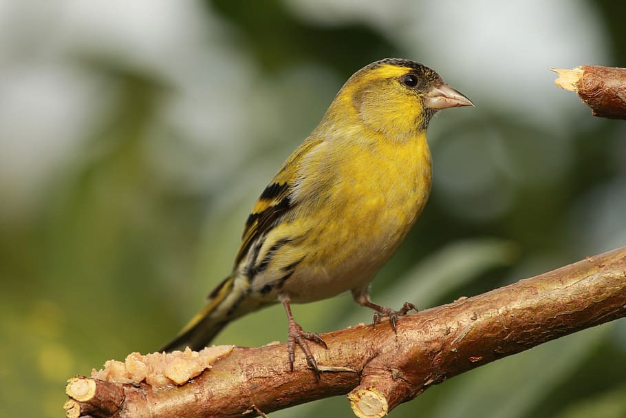 closeup photo of yellow and black bird perching on tree branch HD wallpaper
