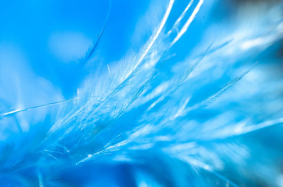 beautiful, blue, feather, no people, backgrounds, nature, softness HD wallpaper