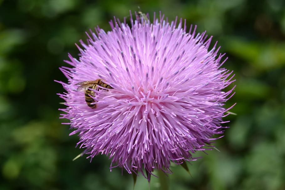 Thistle, Bee, Flower, Spring, Insect, polen, purple, nature HD wallpaper