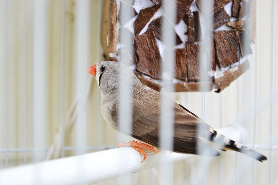finches, birds, evolution, pet, pet birds, cage, cote, animal HD wallpaper