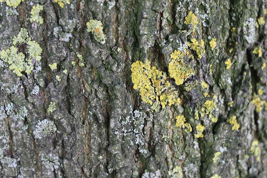 tree bark, log, texture, structure, wood, plant, trunk, tree trunk HD wallpaper