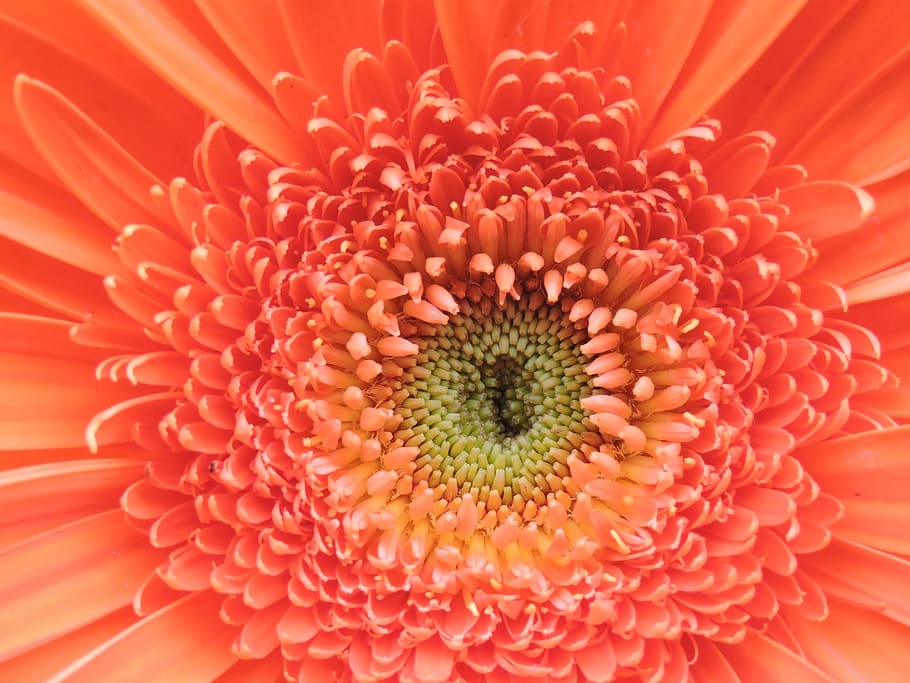 flower, orange, spring, garden, gerbera, spring garden, nature HD wallpaper