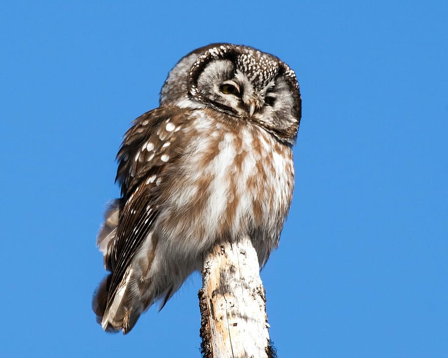 brown barn owl, boreal owl, perched, bird, pole, portrait, wildlife HD wallpaper