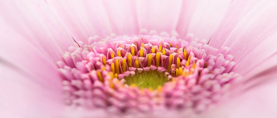 bloom, blossom, close, flower, gerbera, macro, nature, pano HD wallpaper