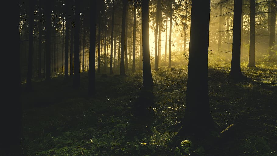 nature, woods, forest, trees, leaves, green, travel, adventure HD wallpaper