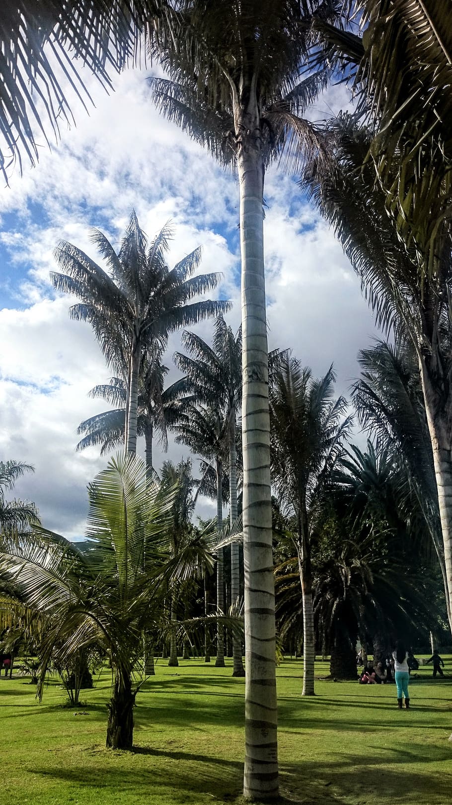 palm wax, trees, botanical garden, palm Tree, nature, outdoors, HD wallpaper