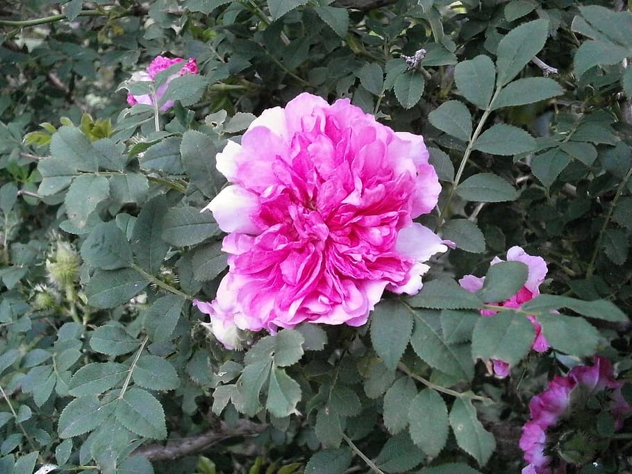 Rose, Pink, flower, pink color, peony, growth, plant, leaf HD wallpaper