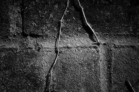 Close-up shot of a brick wall with ivy growing down the centre HD wallpaper