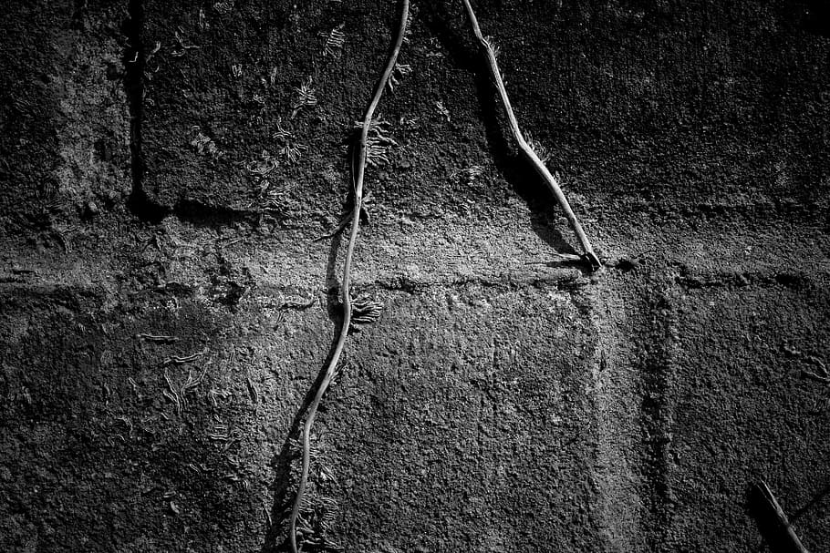 Close-up shot of a brick wall with ivy growing down the centre HD wallpaper