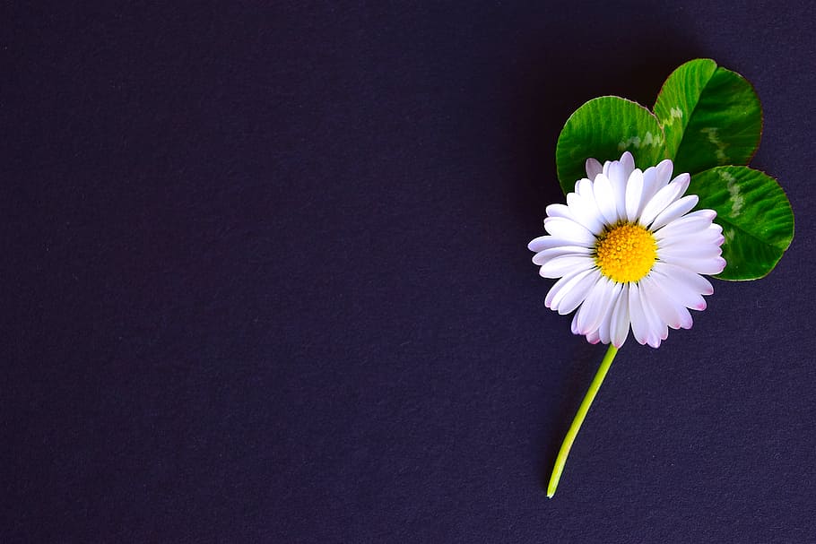 white chamomile flower in bloom, background, geese flower, four leaf clover HD wallpaper