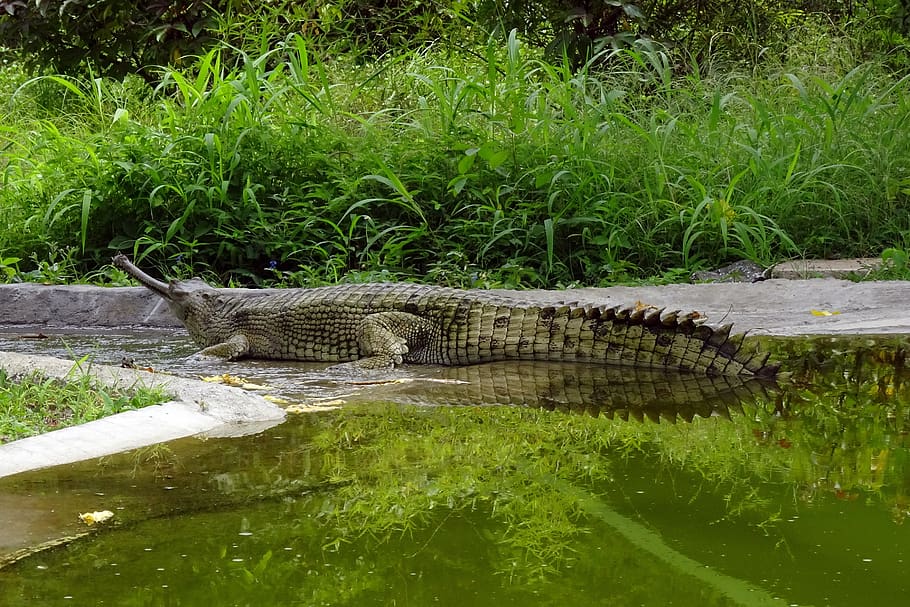 gharial, gavialis gangeticus, fish-eating crocodile, crocodilian, HD wallpaper