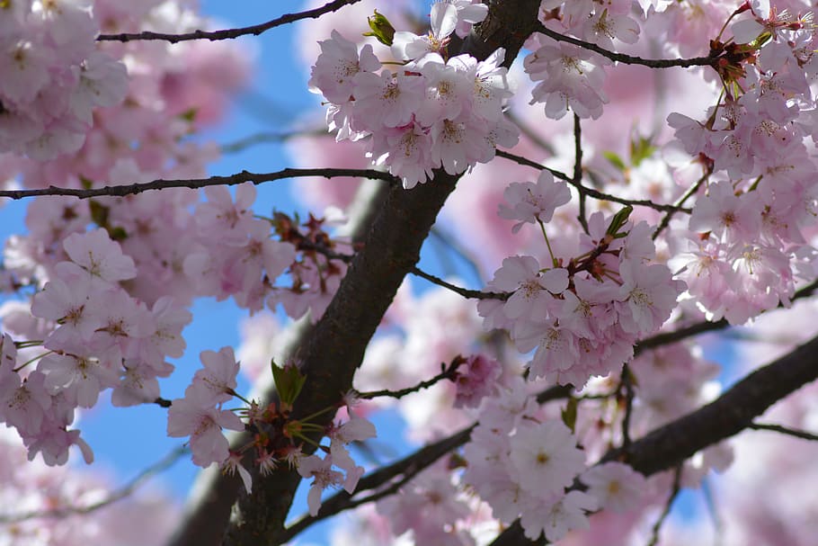 branch, tree, nature, tree branches, pink, flowering, pink flowers HD wallpaper
