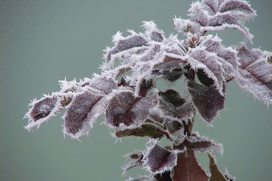 Rime, Winter, Frozen, focus on foreground, close-up, nature HD wallpaper