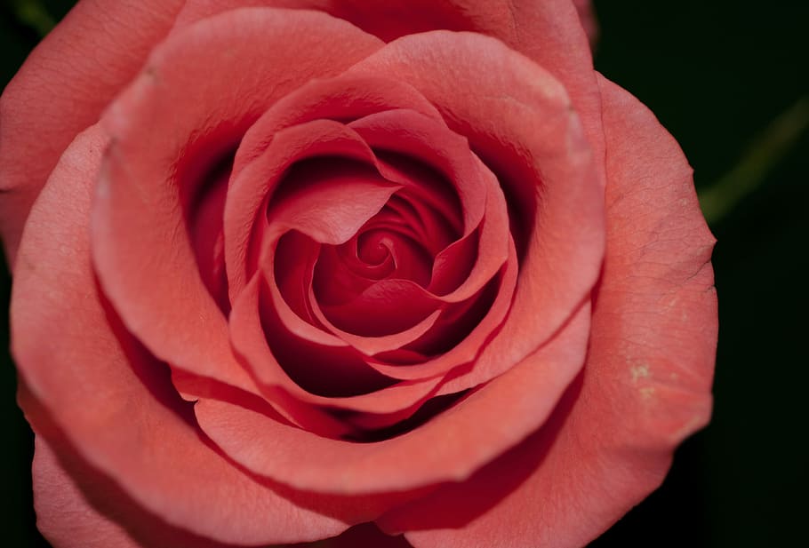 macro photography of pink rose, close-up photography of red rose HD wallpaper