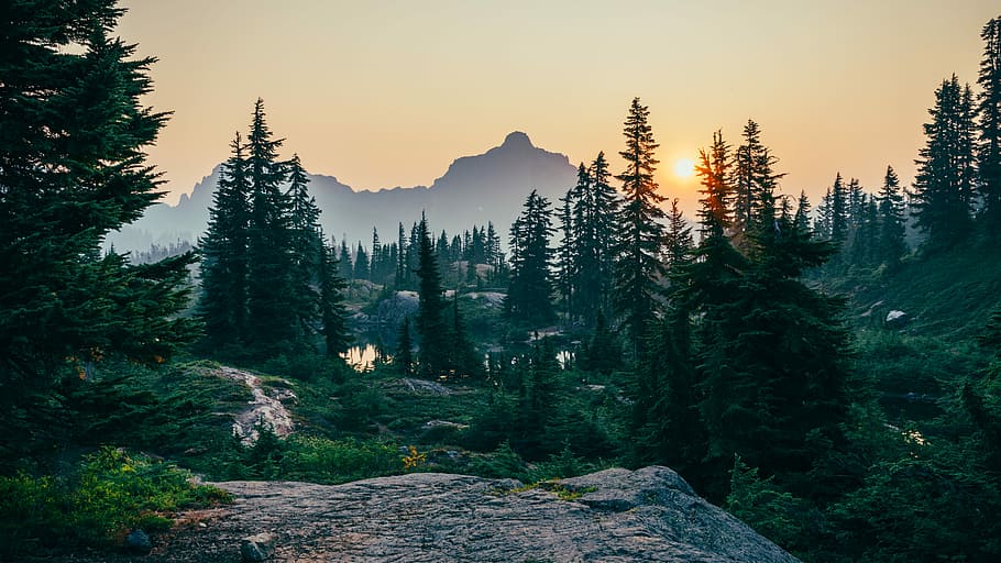 pine trees field near mountain under sunset, bird's-eye view of trees and mountain during sun rise HD wallpaper