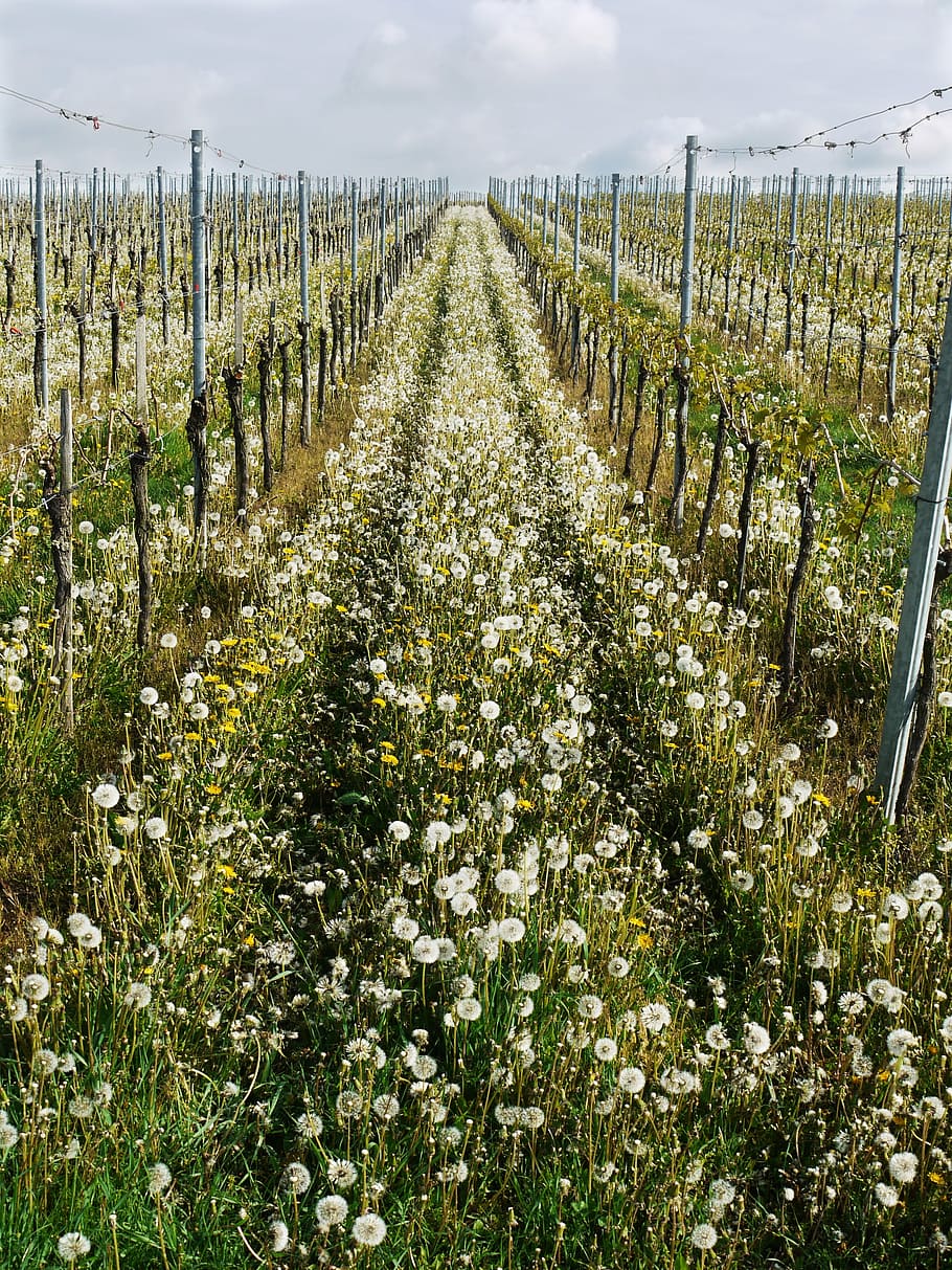 vineyard, natural, series, direction, upward, spring, vines HD wallpaper