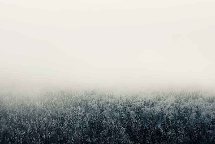 high-angle photography of trees, bird's eye view of forest trees covered with snow HD wallpaper