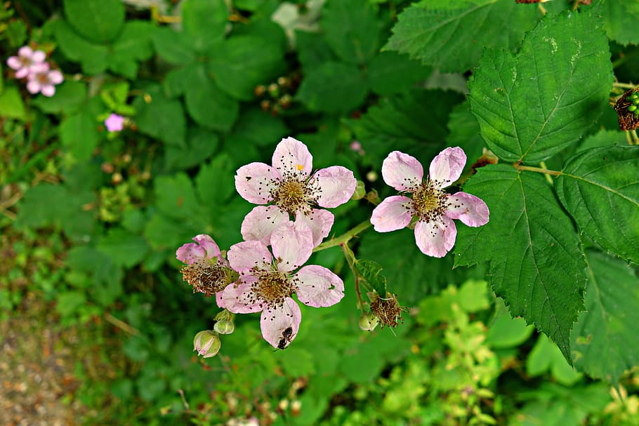 flower, plant, bloom, pistil, petal, leaf, garden, insect, insect on petal HD wallpaper