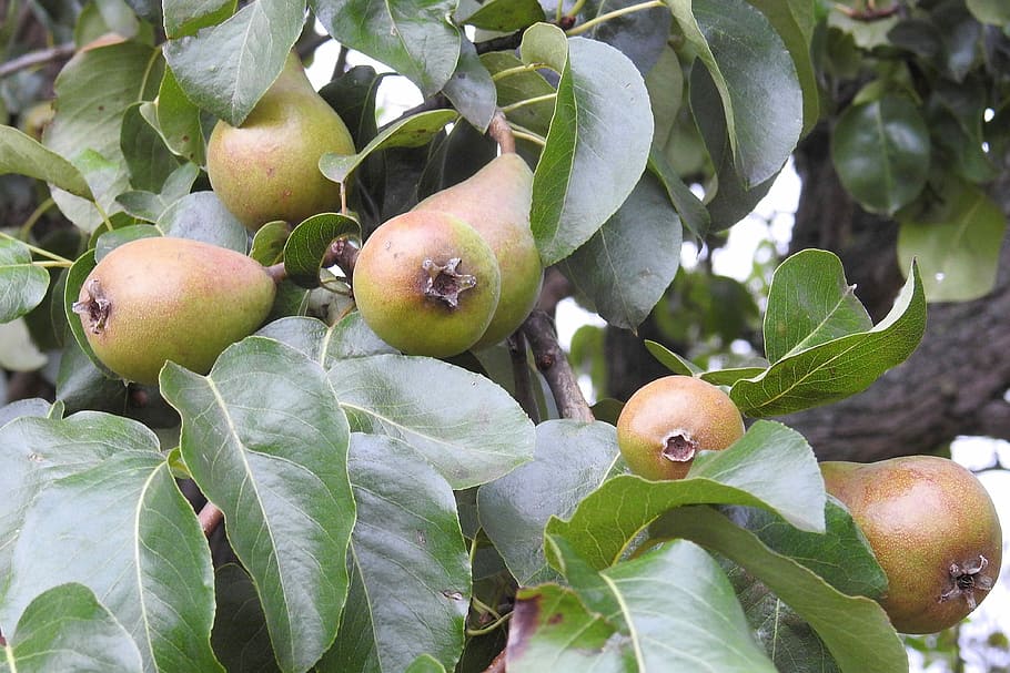 Pear Tree, Fruit, fruits, fruit tree, orchard, food and drink HD wallpaper