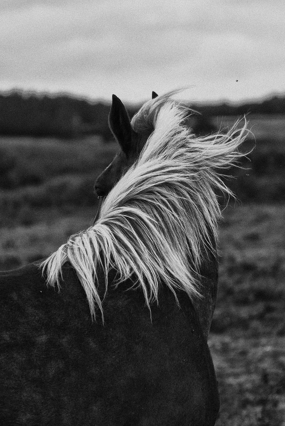 horse leaning back on horizon, horses, portrait, horseback riding, HD wallpaper