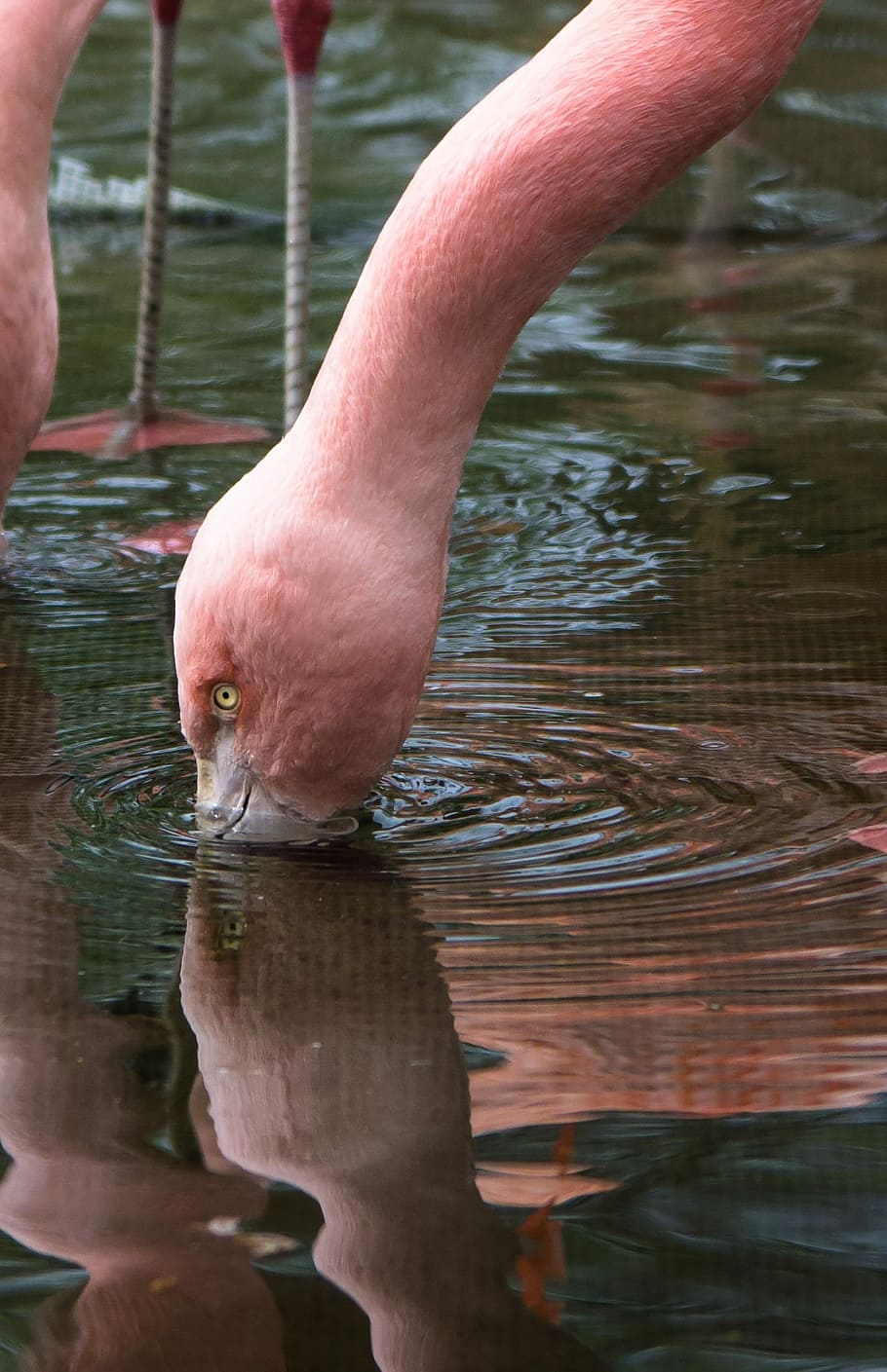 Flamingo, Water, Reflection, Zoo, water reflection, immersion HD wallpaper
